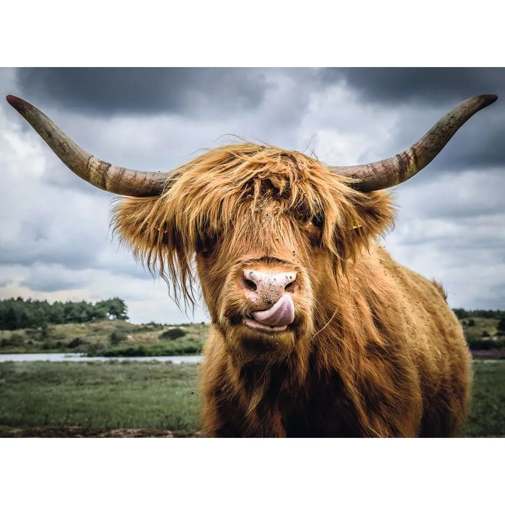 Highland Cattle - Puzzle Moments Pz300